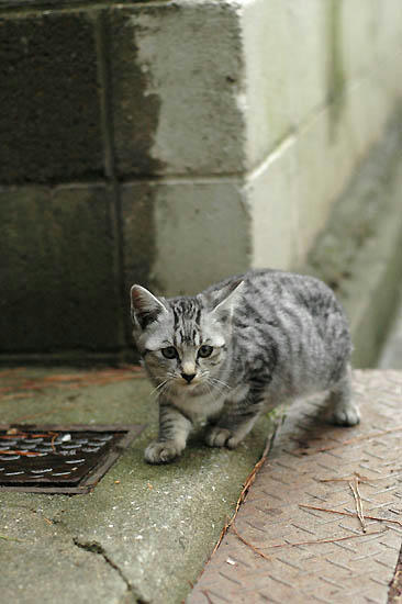 サバトラ子猫