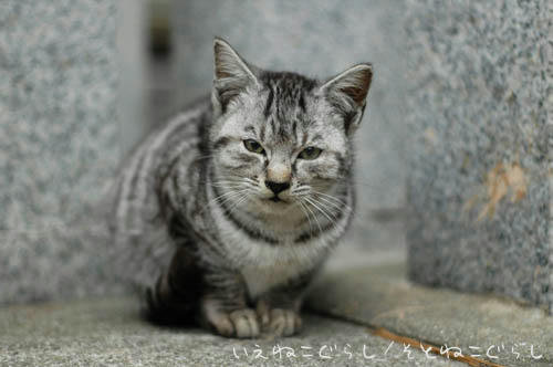 サバトラ子猫