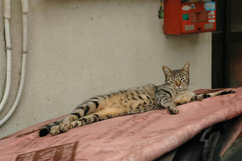 キジトラ