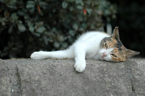 三毛猫