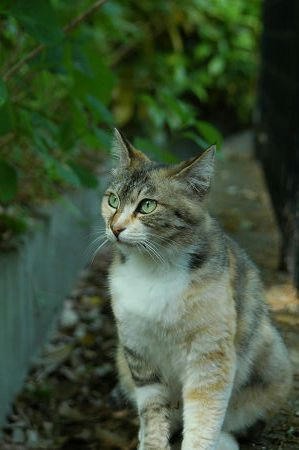 三毛猫