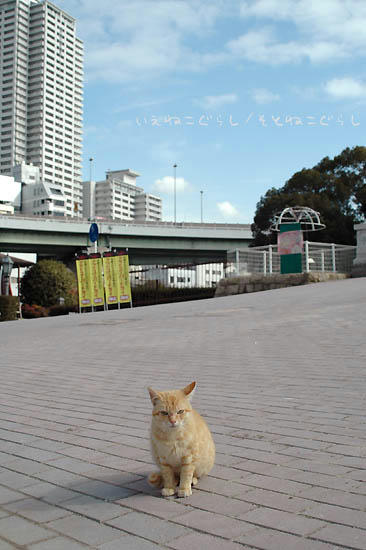 茶トラ