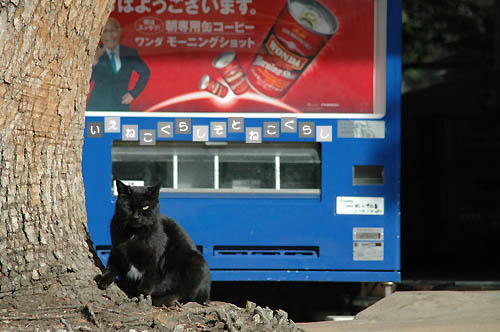 黒猫