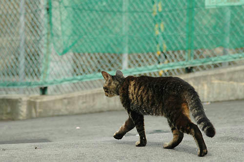 キジトラ