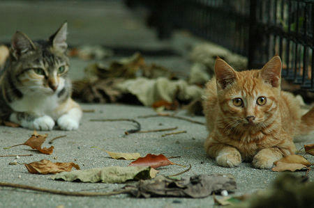 三毛猫と茶トラ子猫