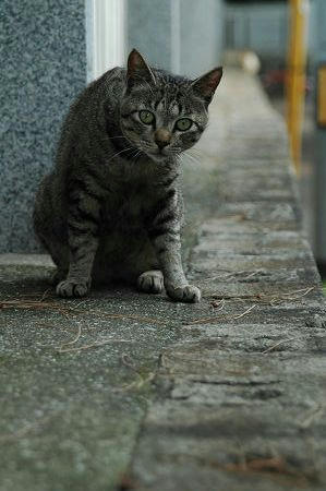 キジトラ