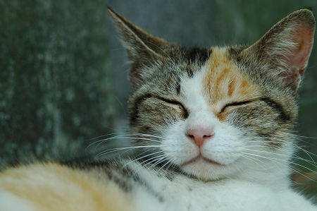三毛猫