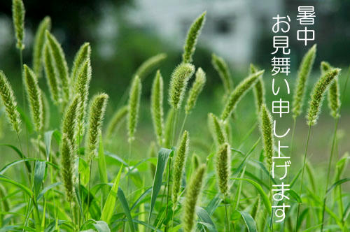 暑中見舞い
