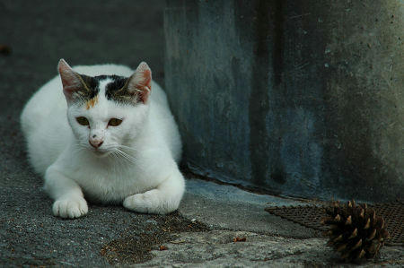 三毛猫とまつぼっくり