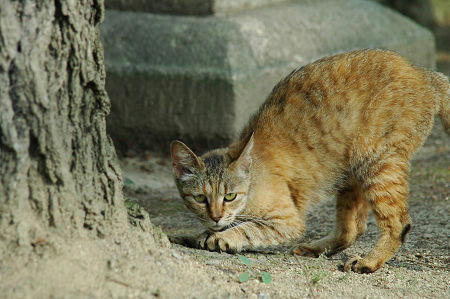 麦わら猫