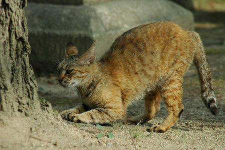 むぎわら猫