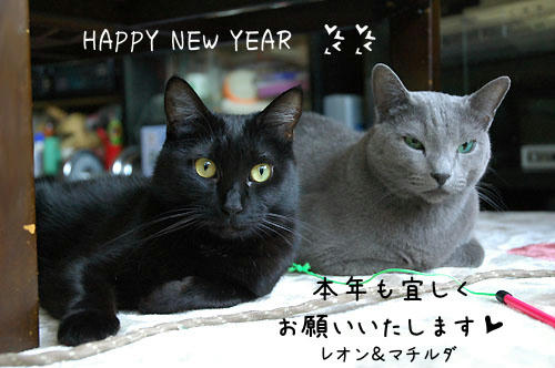 年賀　レオン＆まっちゃん