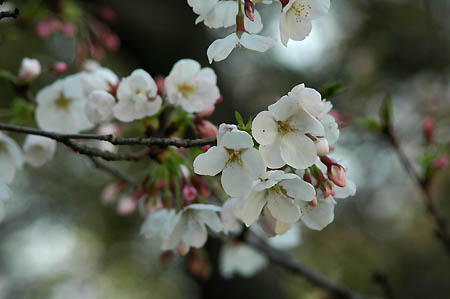 桜