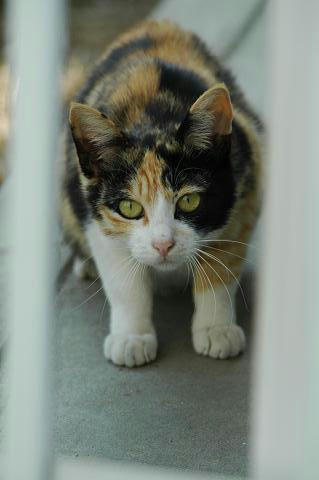 三毛猫