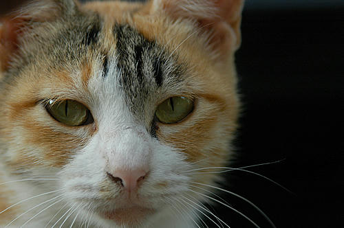 三毛猫