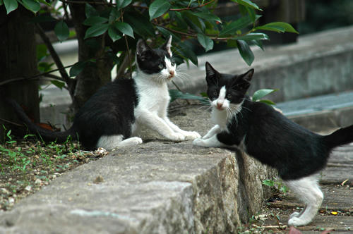 白黒八われ子猫