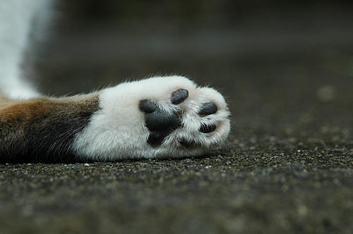 猫の肉球