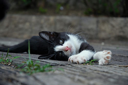 白黒八われ子猫