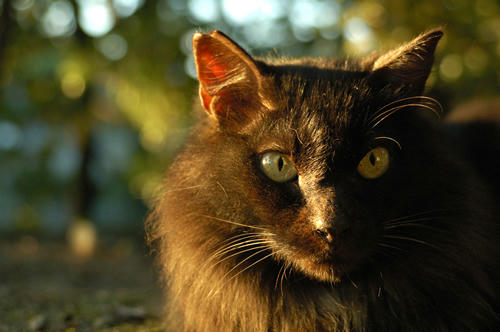 黒猫
