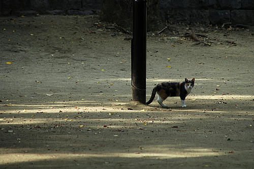 三毛猫