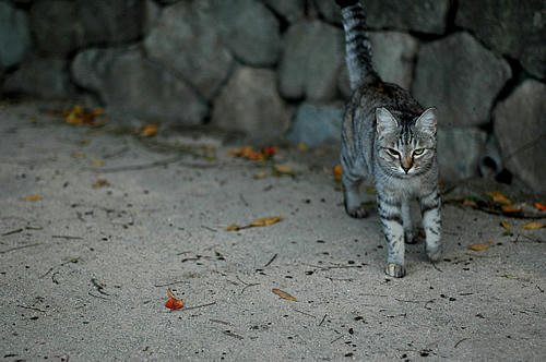 サバ猫