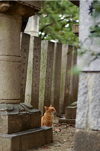 茶トラ