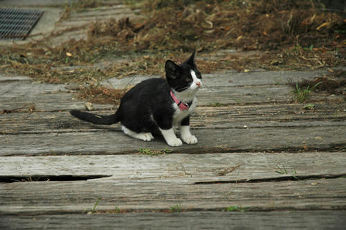 白黒はちわれ子猫