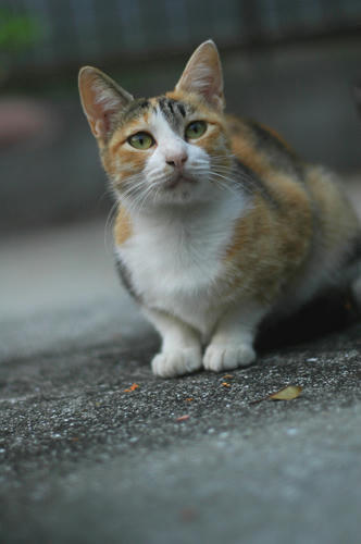 三毛猫