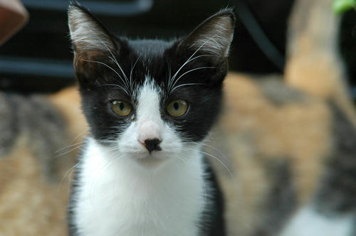白黒はちわれ子猫