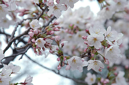 桜