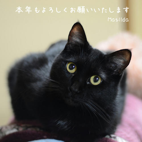 今年もよろしくお願いいたします・マチルダ