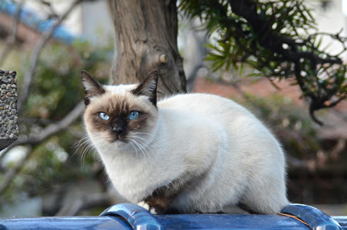 シャム猫風