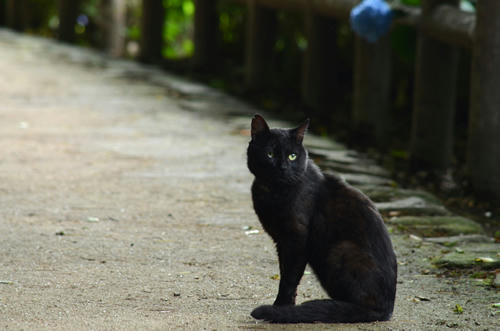 黒猫