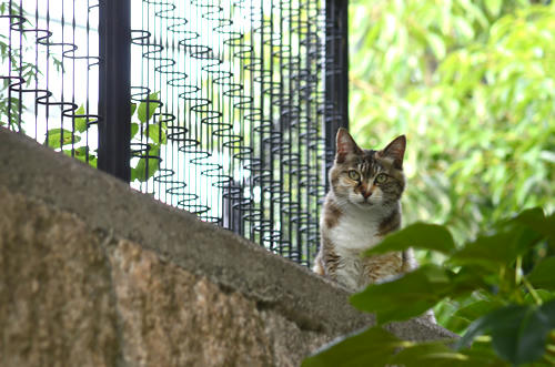 三毛猫・トモちゃん
