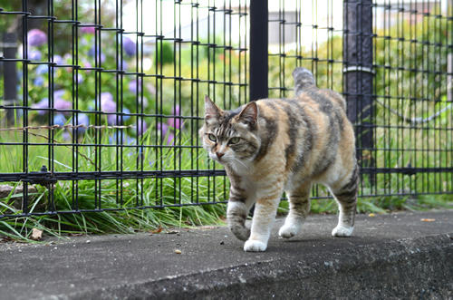 三毛猫・トモちゃん