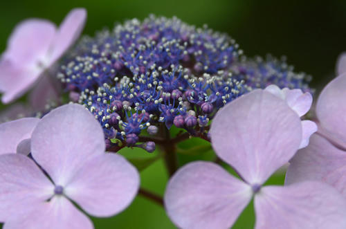 紫陽花