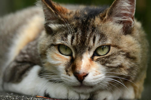 三毛猫・トモちゃん