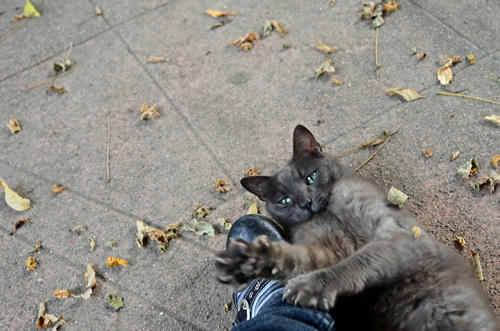 ブルースモーク猫