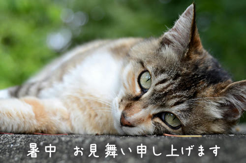 三毛猫ともちゃん