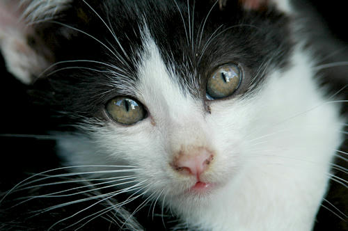 八われ猫・子猫