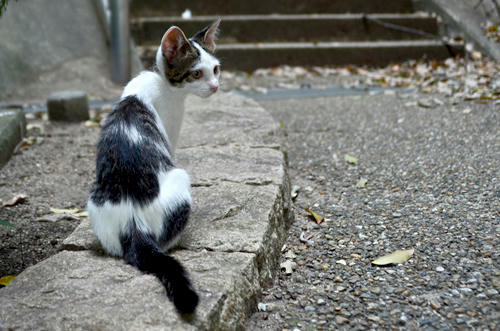 キジ白・子猫