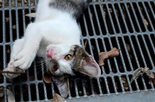 キジ白・子猫