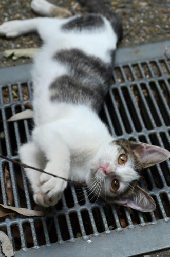 キジ白・子猫