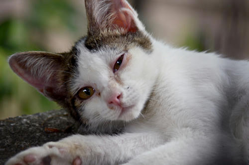 キジ白・子猫