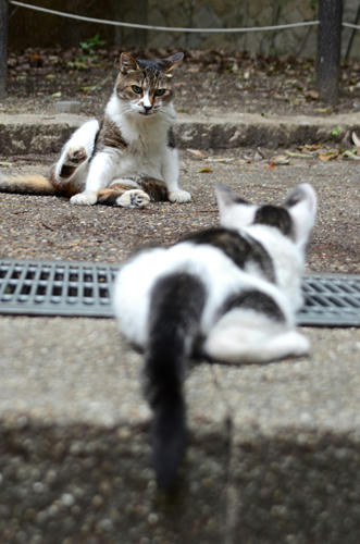 キジ白・ミーちゃん・子猫