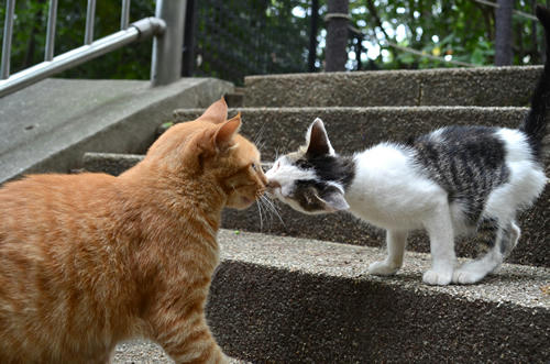 茶トラと白キジ・チビちゃんと子猫