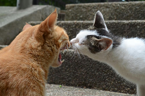 茶トラと白キジ・チビちゃんと子猫