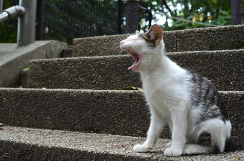 白キジ・子猫