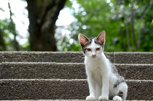 白キジ・子猫