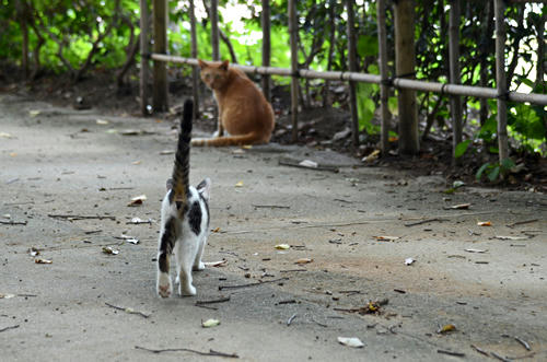 茶トラチビちゃんとキジ白子猫